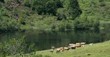 Vaches au bord de l'étang de Lers